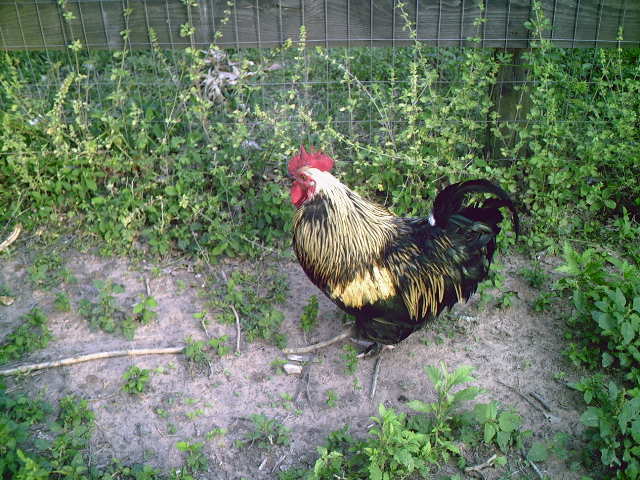 Crazy K Farm Pet and Poultry Products